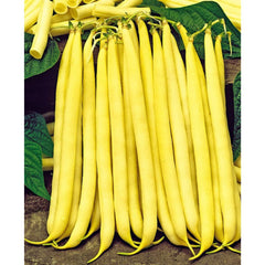 Seminte Fasole PITICA GALBENA GONDOLA Horti Tops 250 g