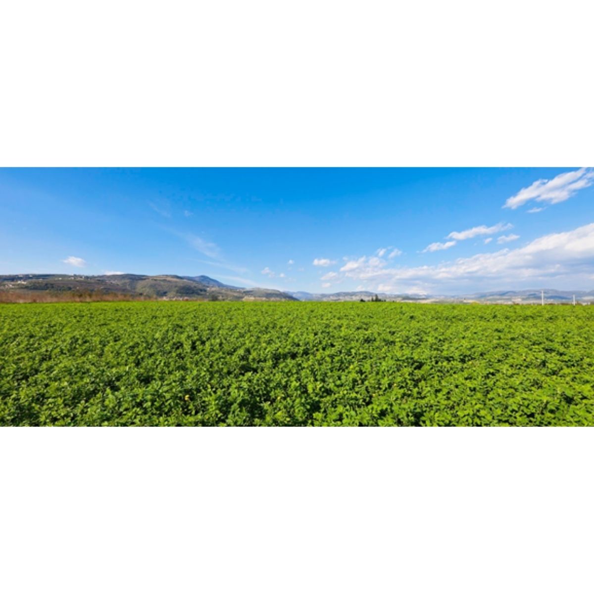 Seminte Lucerna BARENBRUG Green Spirit Grazing 15 kg 20% Festuca pratensis (meadow
fescue) + 30% F.A. (festuca
arundinacea) + 35% L.P. 4n (lolium
perenne tetraploid) + 15% L.P. 2n
(lolium perenne diploid)