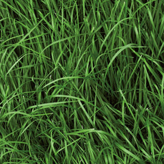 Seminte Lucerna BARENBRUG Green Spirit Grazing 15 kg 20% Festuca pratensis (meadow
fescue) + 30% F.A. (festuca
arundinacea) + 35% L.P. 4n (lolium
perenne tetraploid) + 15% L.P. 2n
(lolium perenne diploid)