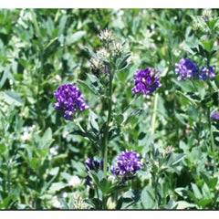 Seminte Lucerna POMPOSA C1 AGROSEM 1 kg