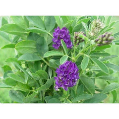 Seminte Lucerna POMPOSA C1 AGROSEM 1 kg