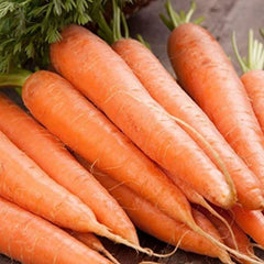 Seminte Morcovi NANTES Pop Vriend 50 g
