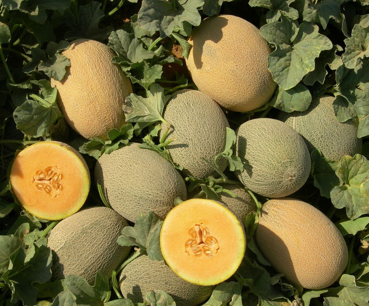 Seminte Pepene galben AS088 F1- 100 sem, HEKTAR SEEDS, 1, hectarul.ro
