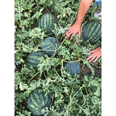 Seminte Pepene verde Burebista F1 100 sem (tip Crimson Sweet) HEKTAR 100 sem