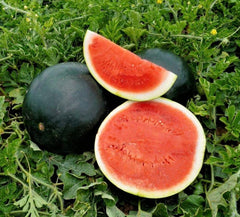Seminte Pepene verde Fechete F1 - 50 sem, HEKTAR SEEDS