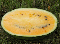 Seminte Pepene verde Honney F1 - 500 sem, HEKTAR SEEDS