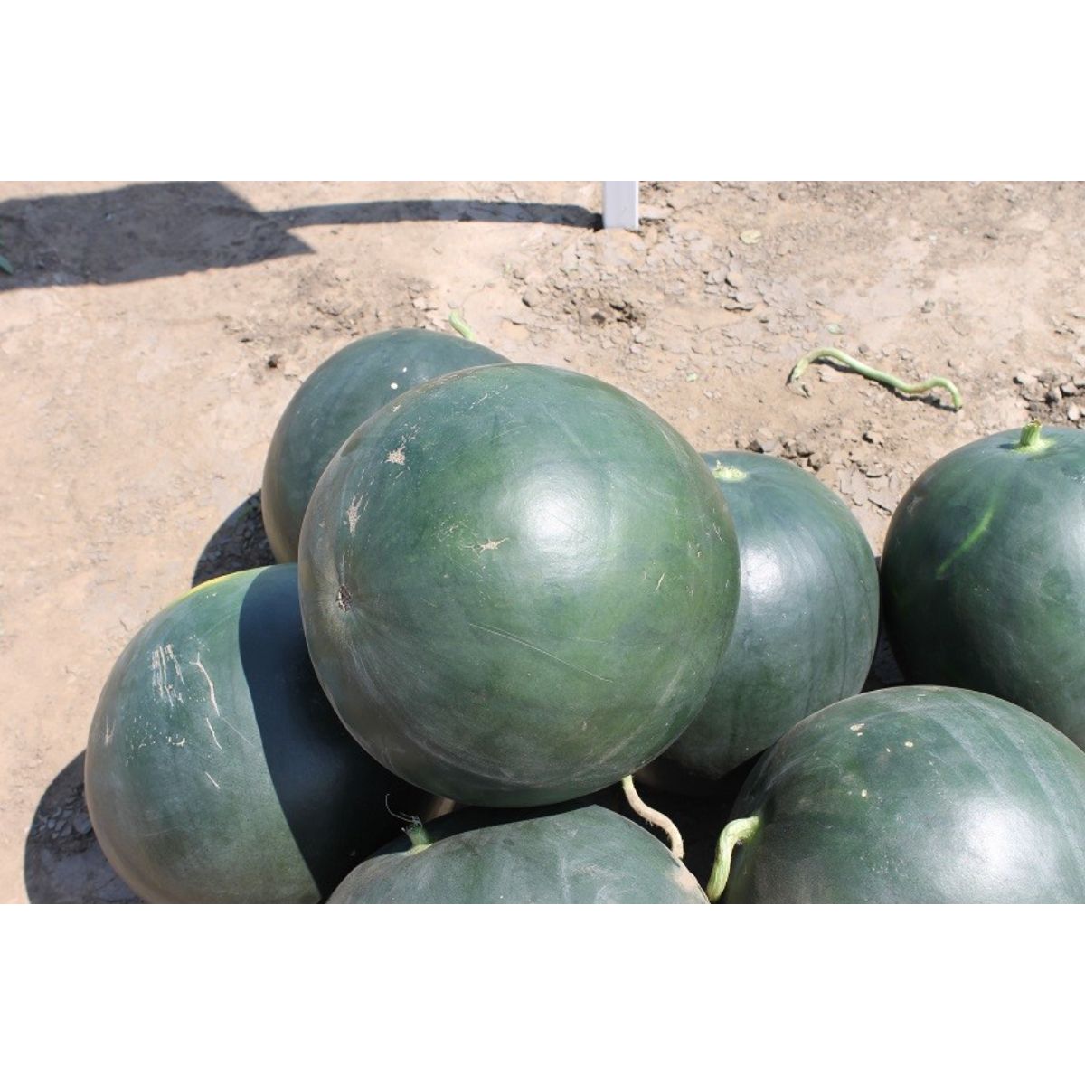 Seminte Pepene verde Semaca F1 HEKTAR 100 sem