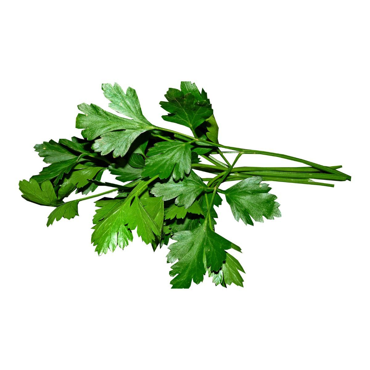 Seminte Plante aromatice Patrunjel de frunze COMMUN Pop Vriend 500 g