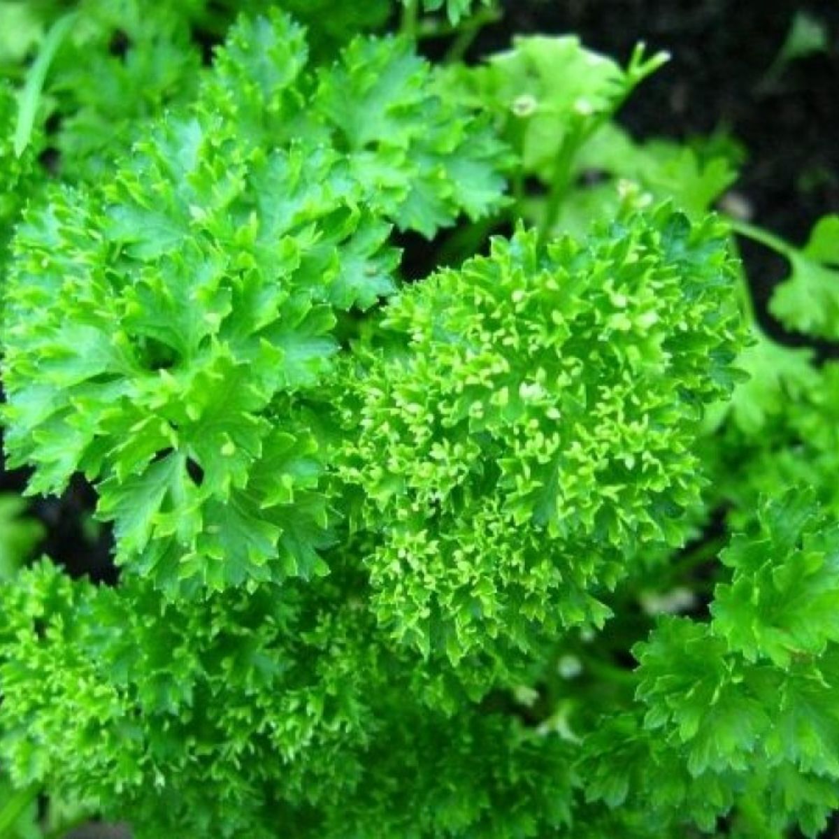 Seminte Plante aromatice PATRUNJEL  FRUNZE CRET MOSS CURLED Horti Tops 5 g, 1, hectarul.ro