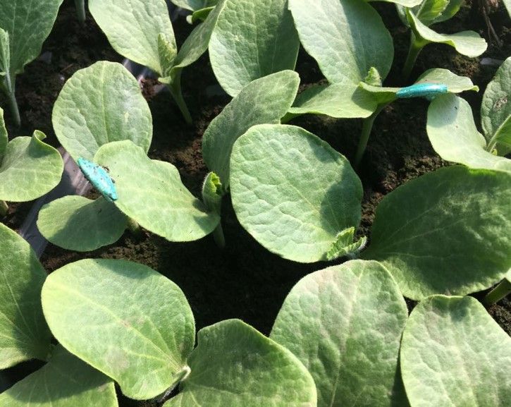 Seminte Portaltoi Butland - 500 sem, HEKTAR SEEDS, 1, hectarul.ro