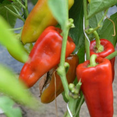 Seminte romanesti de ardei kapia REGAL, 5 gr, SCDL BUZAU