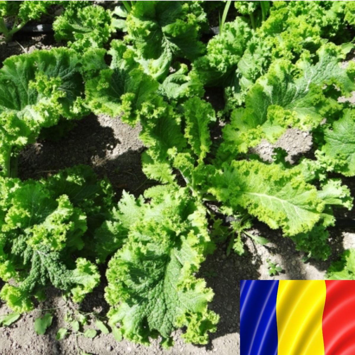 Seminte romanesti de salata iute AROMA 5gr, SCDL Buzau