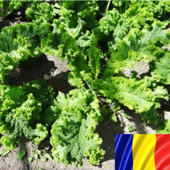 Seminte romanesti de salata iute AROMA 5gr, SCDL Buzau