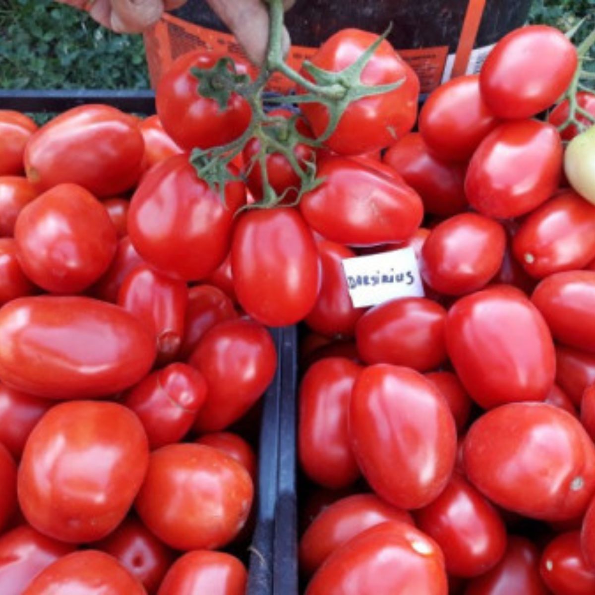 Seminte romanesti de tomate DARSIRIUS, 5gr, SCDL Buzau