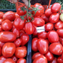 Seminte romanesti de tomate DARSIRIUS, 5gr, SCDL Buzau