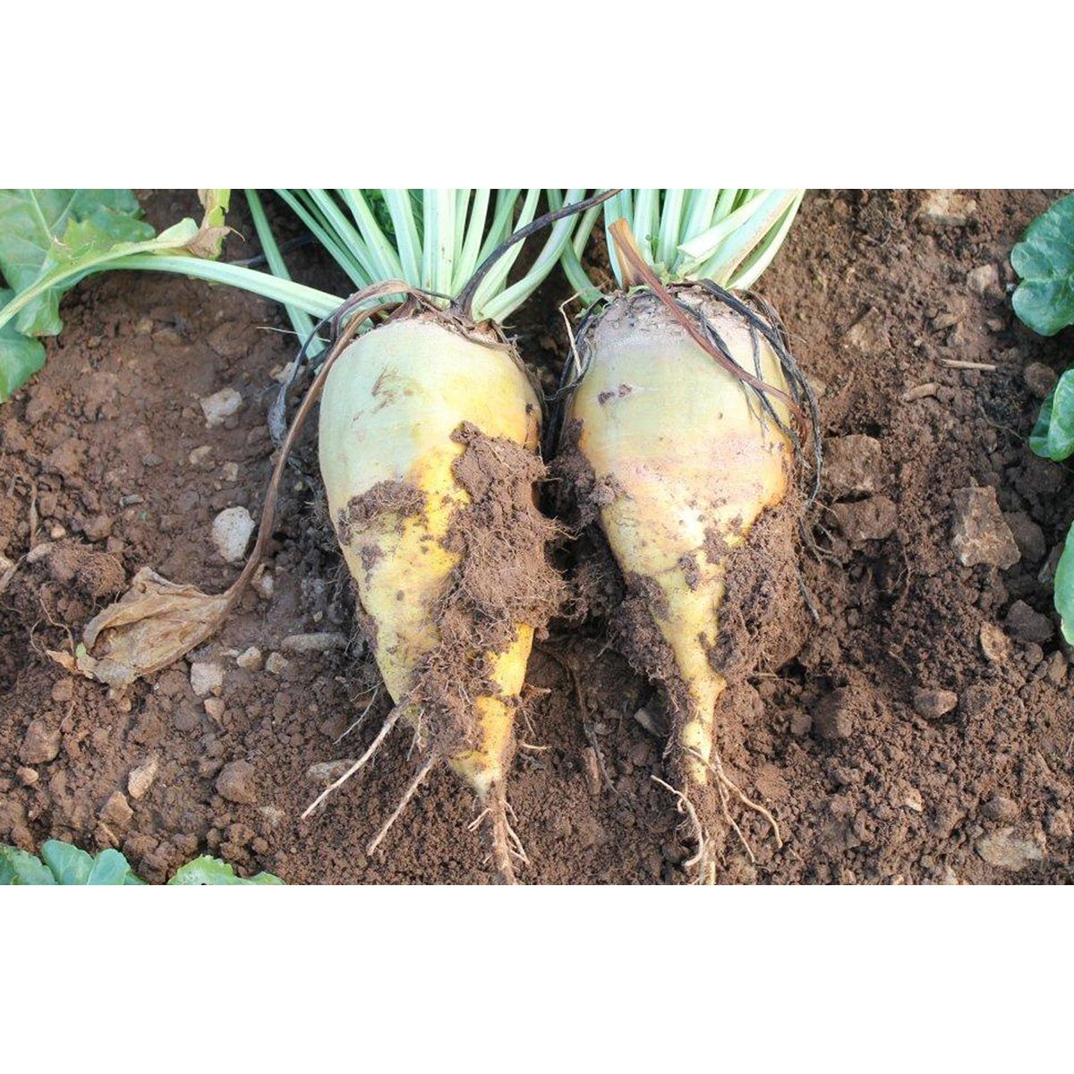 Seminte Sfecla  furajera URSUS  POLY  AGROSEM 250 g