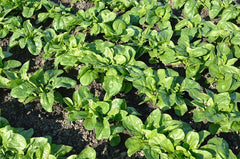 Seminte Spanac Modi F1 - 5.000 sem, HEKTAR SEEDS