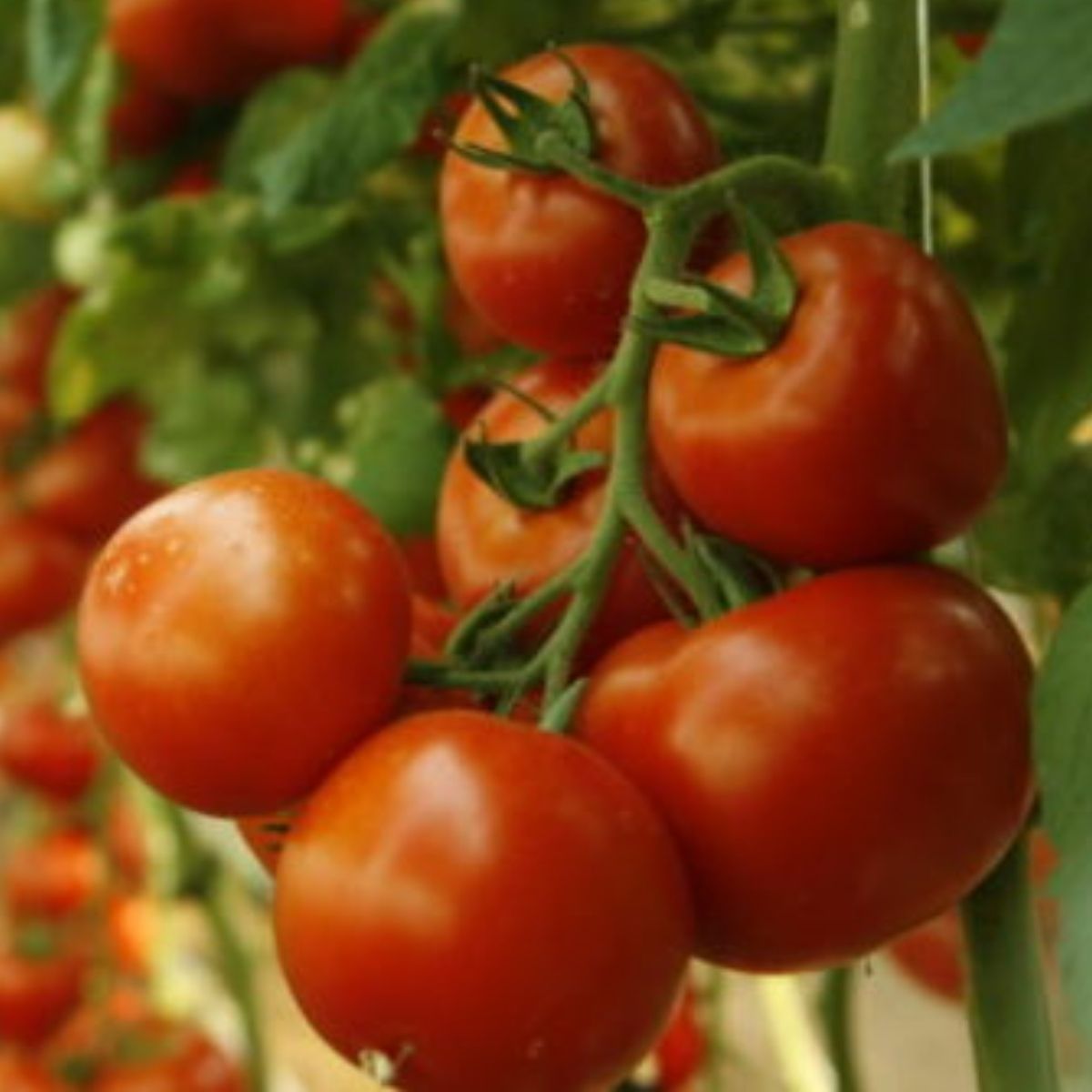 Seminte Tomate ABELLUS F1 Rijk Zwaan 100 sem