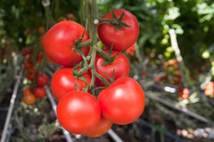 Seminte Tomate Moldoveanu F1 - 50 sem, HEKTAR SEEDS