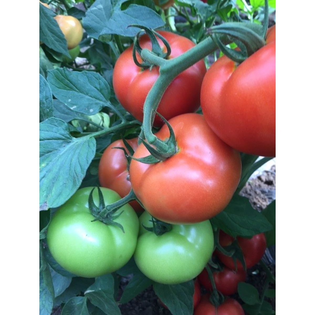 Seminte Tomate Moldoveanu F1 HEKTAR 100 sem