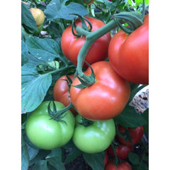 Seminte Tomate Moldoveanu F1 HEKTAR 100 sem
