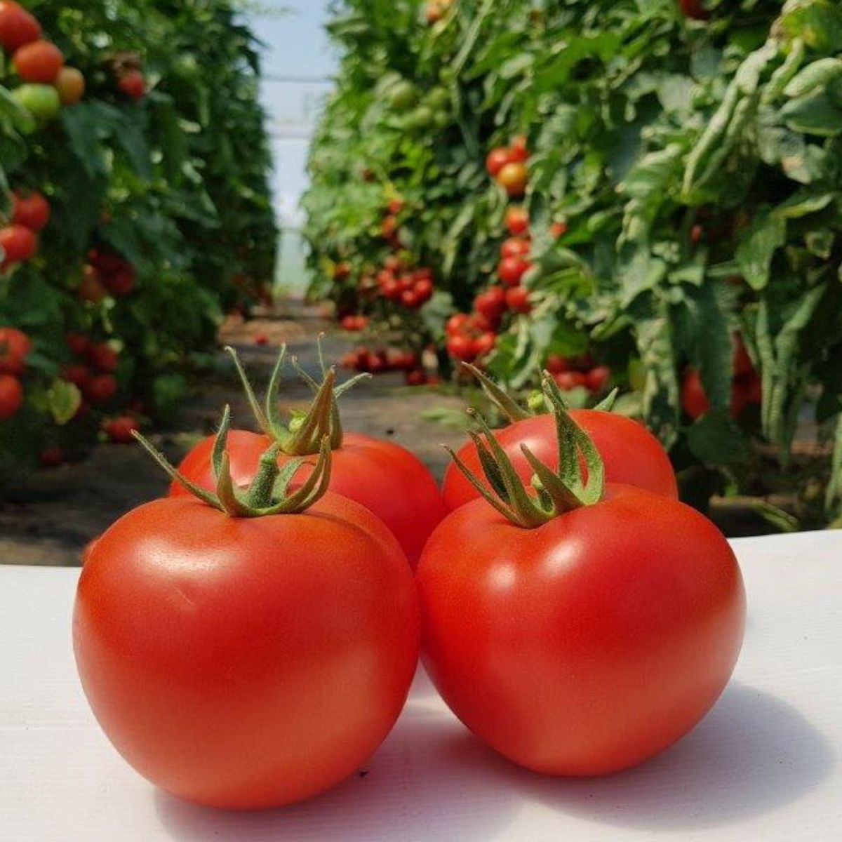 Seminte Tomate nedeterminate SANDOLINE F1 Syngenta 500 SEM, 1, hectarul.ro