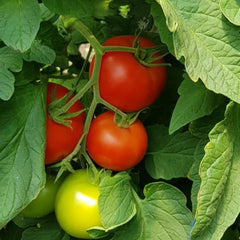 Seminte Tomate nedeterminate SANDOLINE F1 Syngenta 500 SEM
