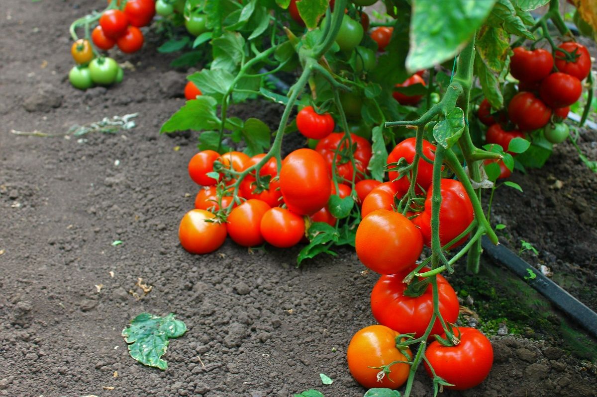 Seminte Tomate Oltena F1 - 50 sem, HEKTAR SEEDS