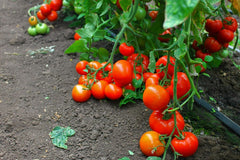 Seminte Tomate Oltena F1 - 500 sem, HEKTAR SEEDS