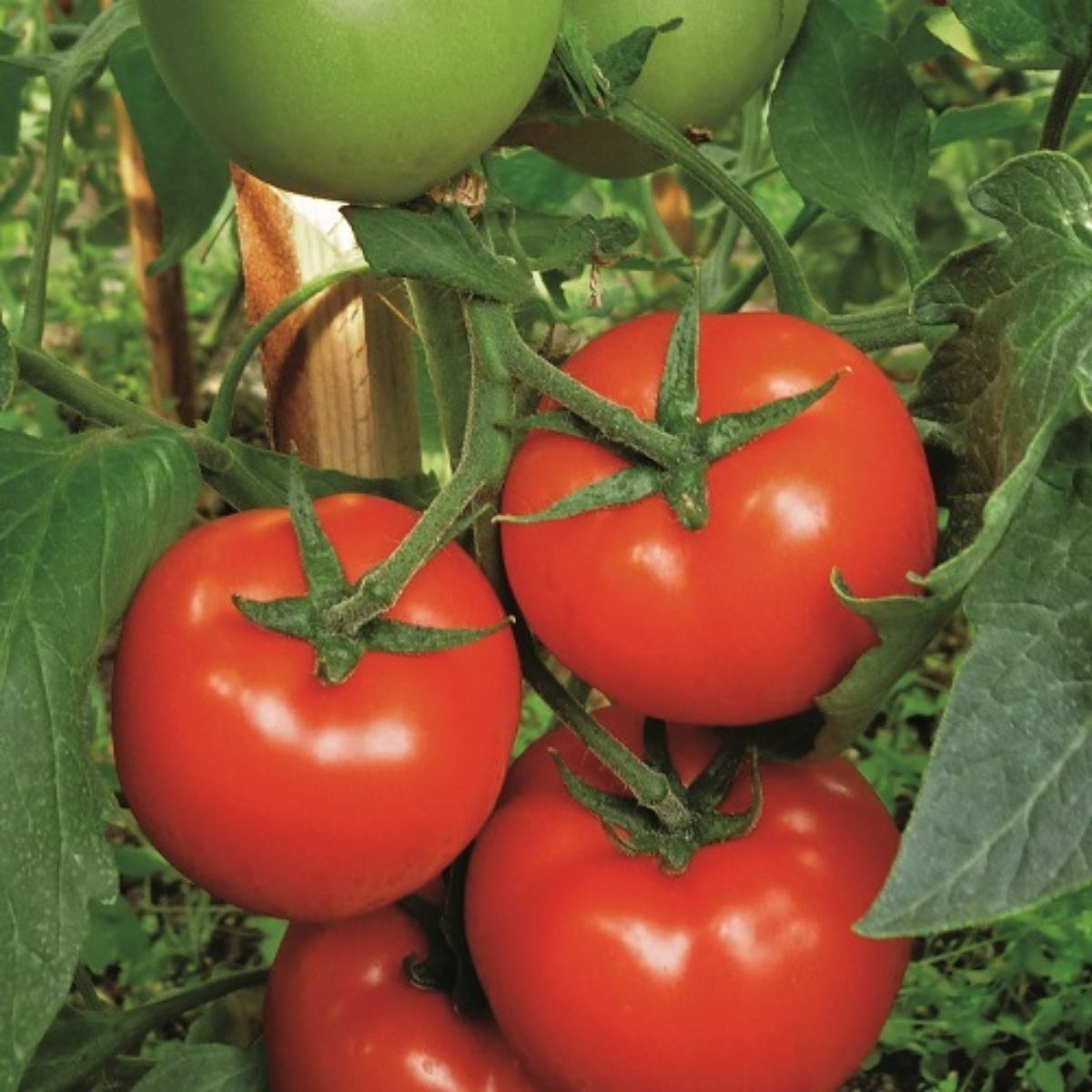 Seminte Tomate semideterminate GRAVITET F1 Syngenta 500 sem