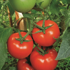 Seminte Tomate semideterminate GRAVITET F1 Syngenta 500 sem