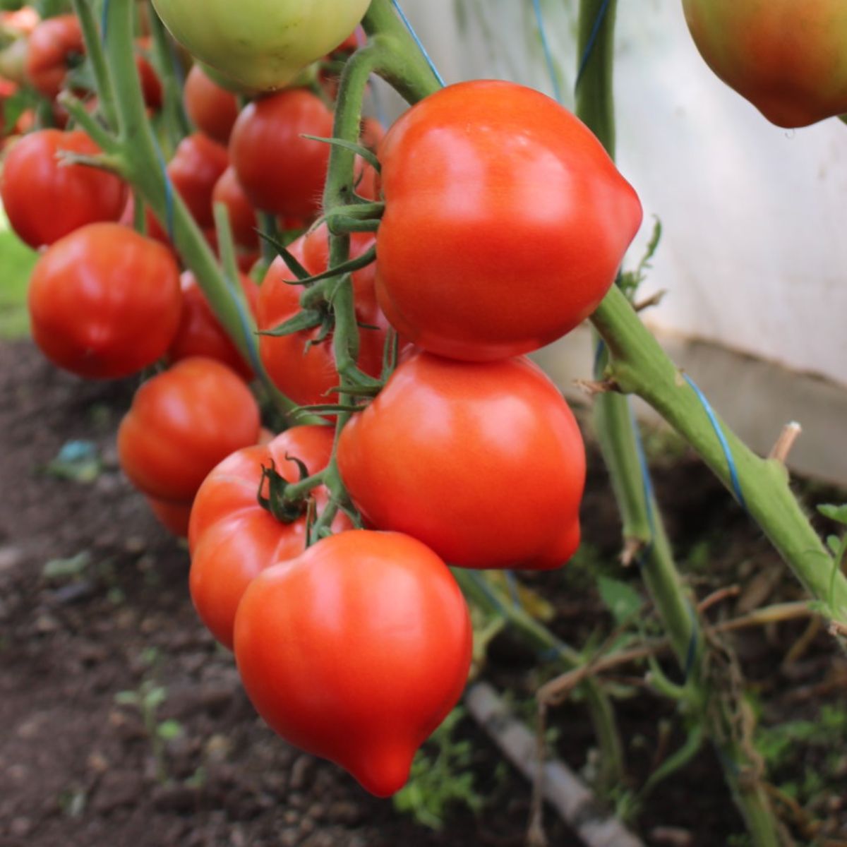 Seminte Tomate semideterminate PEKONET F1 Syngenta 500 SEM