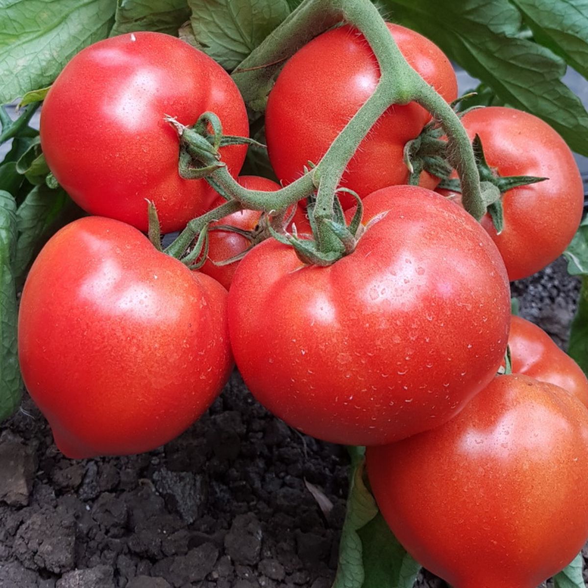 Seminte Tomate semideterminate PEKONET F1 Syngenta 500 SEM