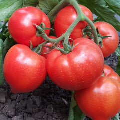 Seminte Tomate semideterminate PEKONET F1 Syngenta 500 SEM