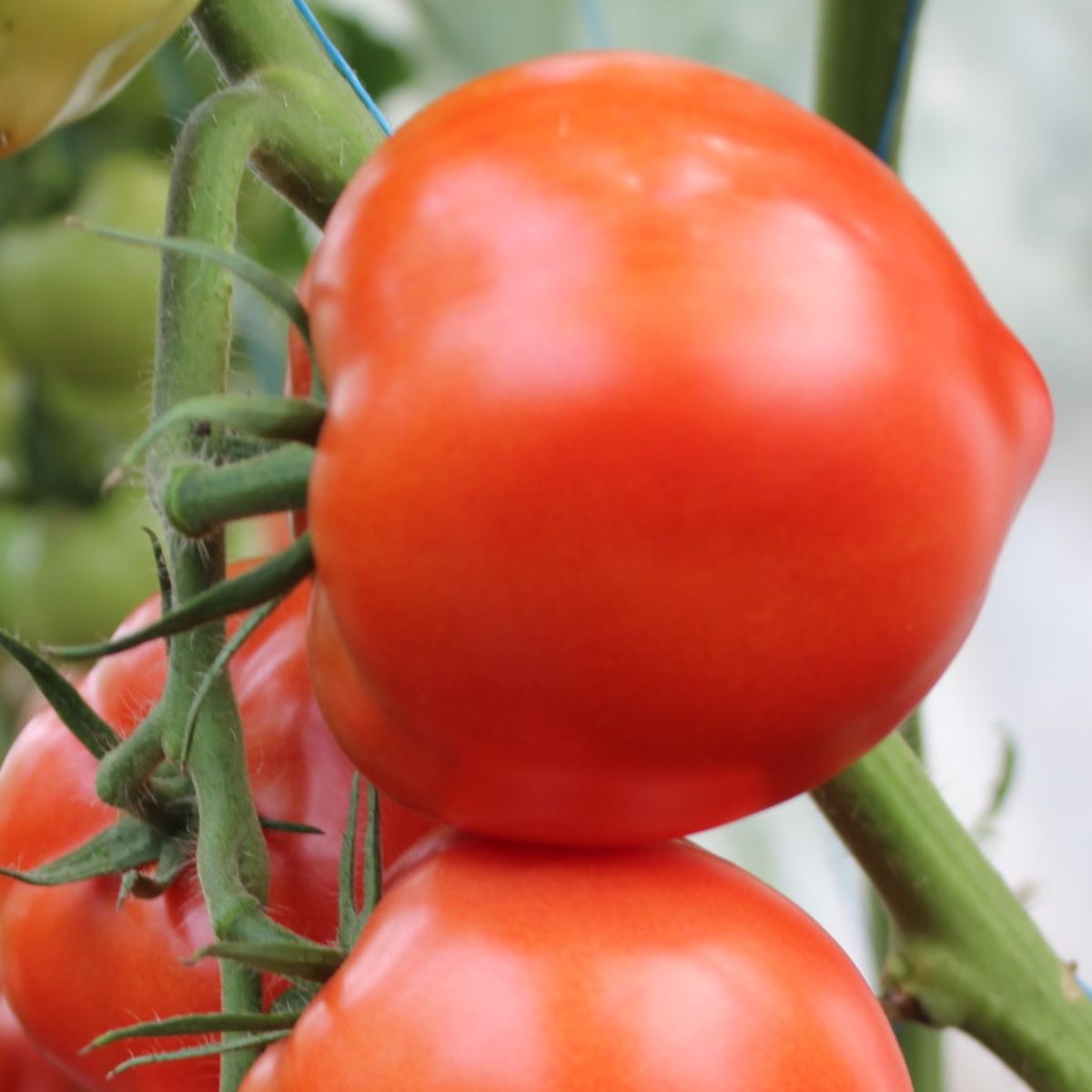 Seminte Tomate semideterminate PEKONET F1 Syngenta 500 SEM