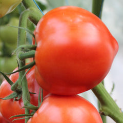Seminte Tomate semideterminate PEKONET F1 Syngenta 500 SEM