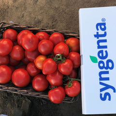 Seminte Tomate semideterminate PEKONET F1 Syngenta 500 SEM