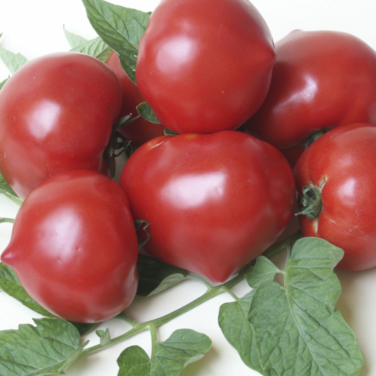 Seminte Tomate semideterminate PREKOS F1 Geosem Select 250 seminte