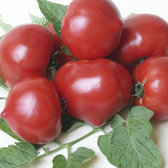 Seminte Tomate semideterminate PREKOS F1 Geosem Select 250 seminte