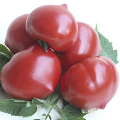Seminte Tomate semideterminate PREKOS F1 Geosem Select 250 seminte