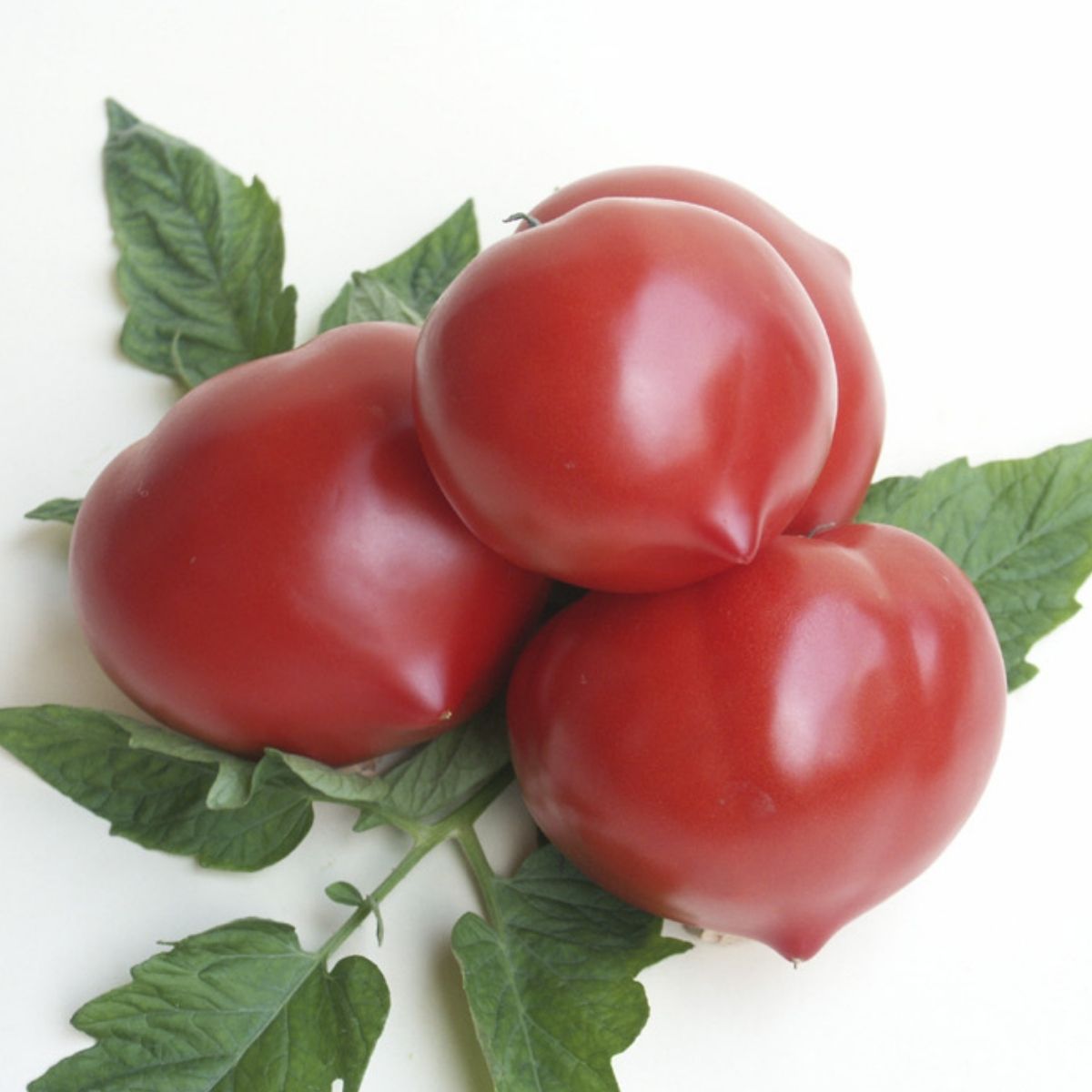 Seminte Tomate semideterminate PREKOS F1 Geosem Select 250 seminte