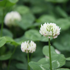Seminte Trifoi alb (repens) Agrosel 25 kg