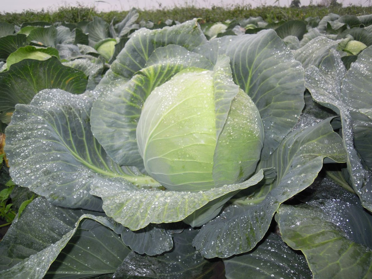 Seminte Varza New York F1 - 1.000 sem, HEKTAR SEEDS
