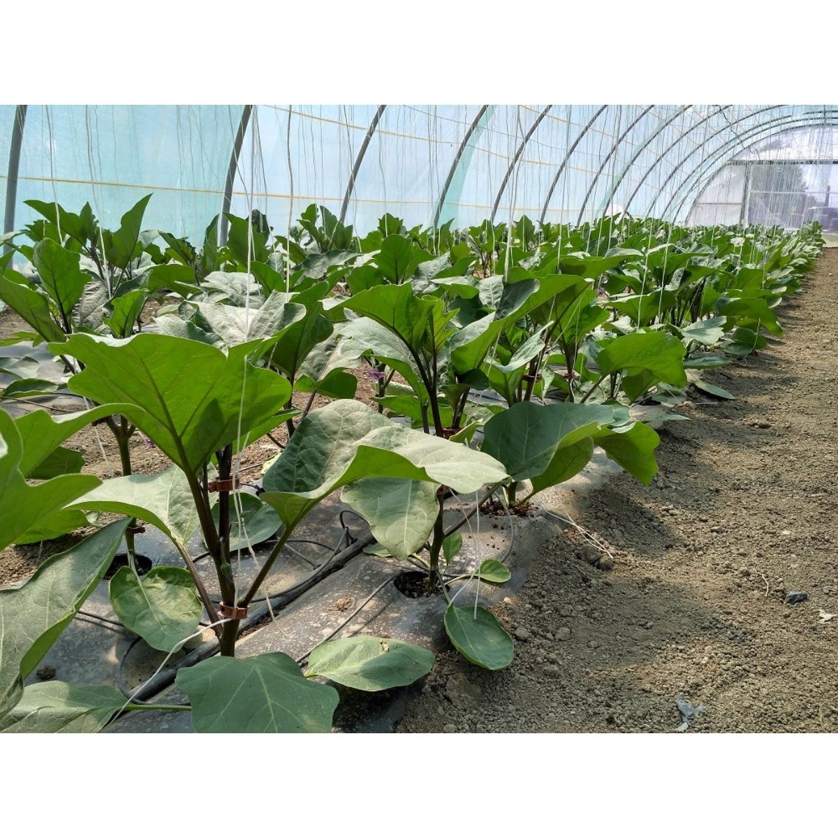 Seminte Vinete Minerva F1 HEKTAR 100 sem, 3, hectarul.ro