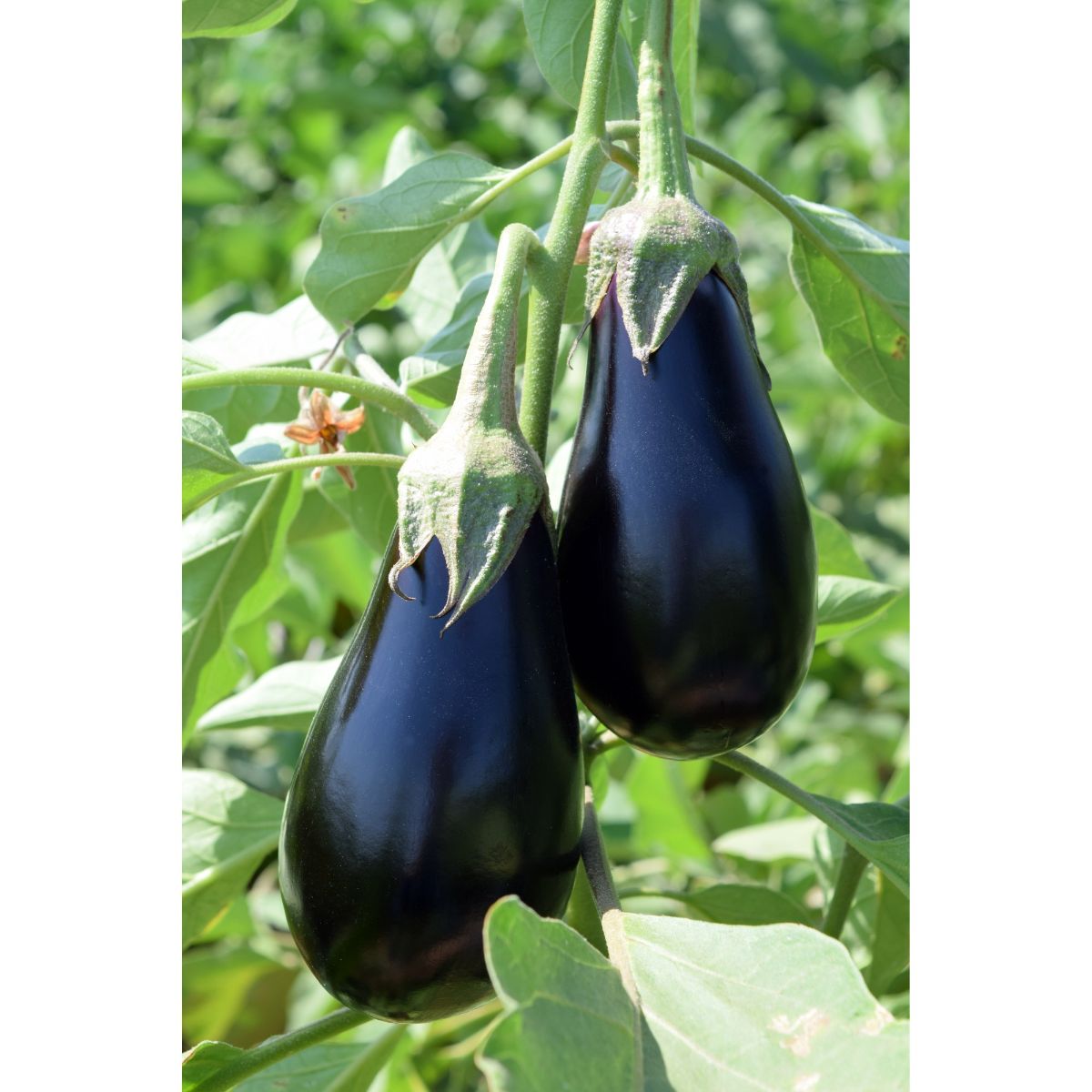 Seminte Vinete MIRVAL F1 VILMORIN 1000 seminte, 1, hectarul.ro