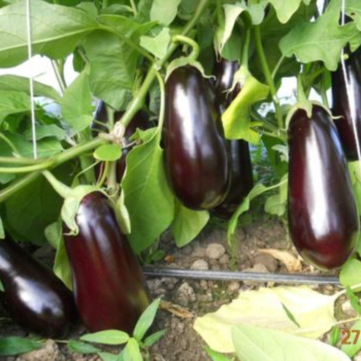 Seminte Vinete SHARAPOVA F1 Rijk Zwaan 100 sem, 1, hectarul.ro