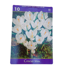 Set 10 bulbi, Crocus White