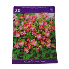 Set 20 bulbi trifoi cu 4 foi, Oxalis Iron Cross