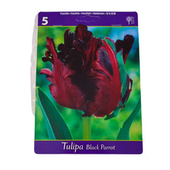 Set 5 bulbi, Black Parrot