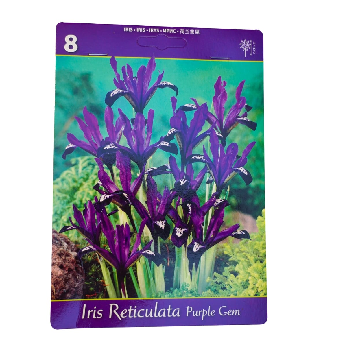 Set 8 bulbi iris, Purple Gem, 1, hectarul.ro